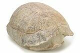 Colorful Fossil Tortoise (Stylemys) - South Dakota #263462-1